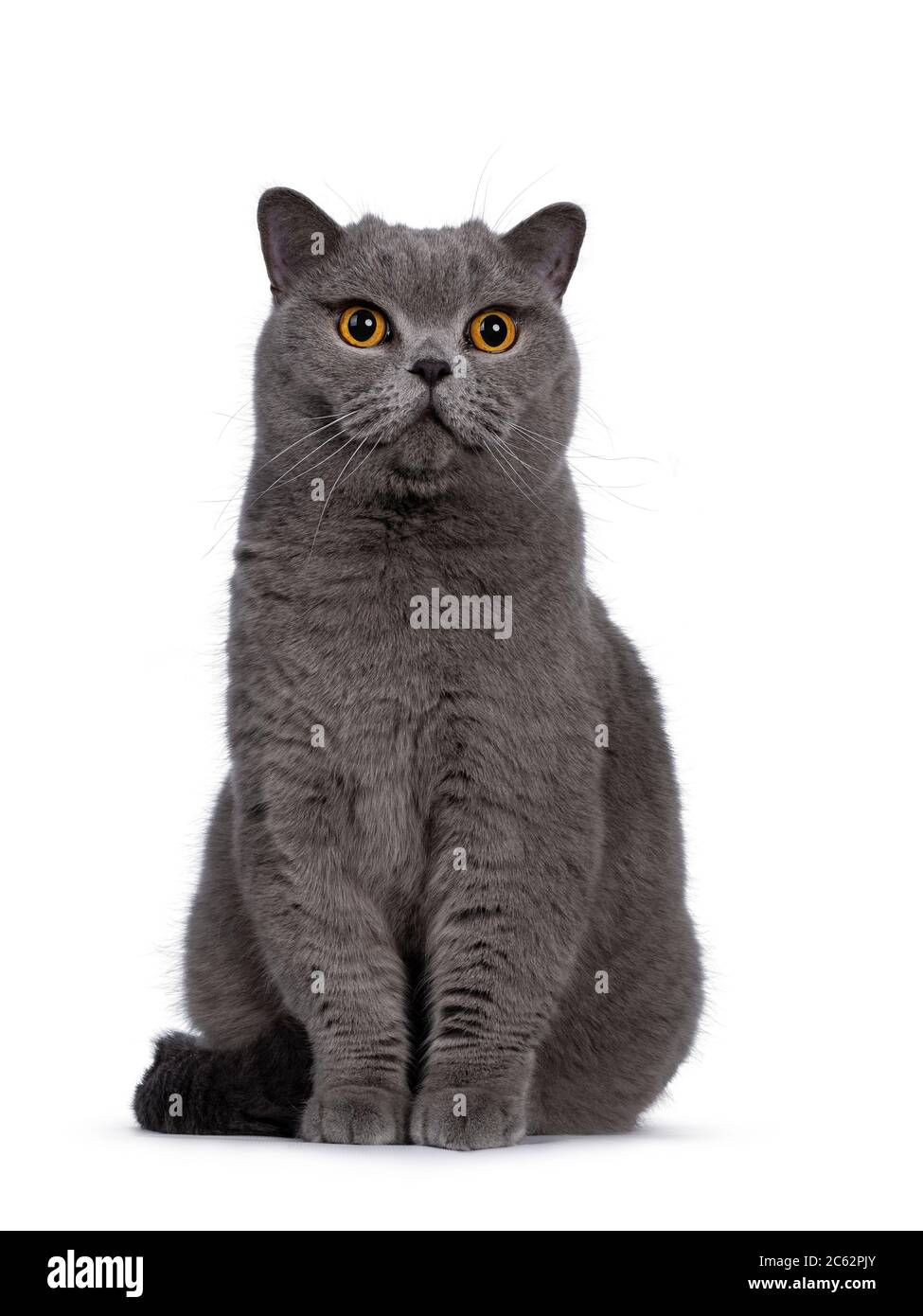 Schöner Erwachsener blau männlich Britisch Kurzhaar Katze, sitzt nach vorne schauen weg von der Kamera mit großen runden orange Augen. Isoliert auf weißem Backgro Stockfoto