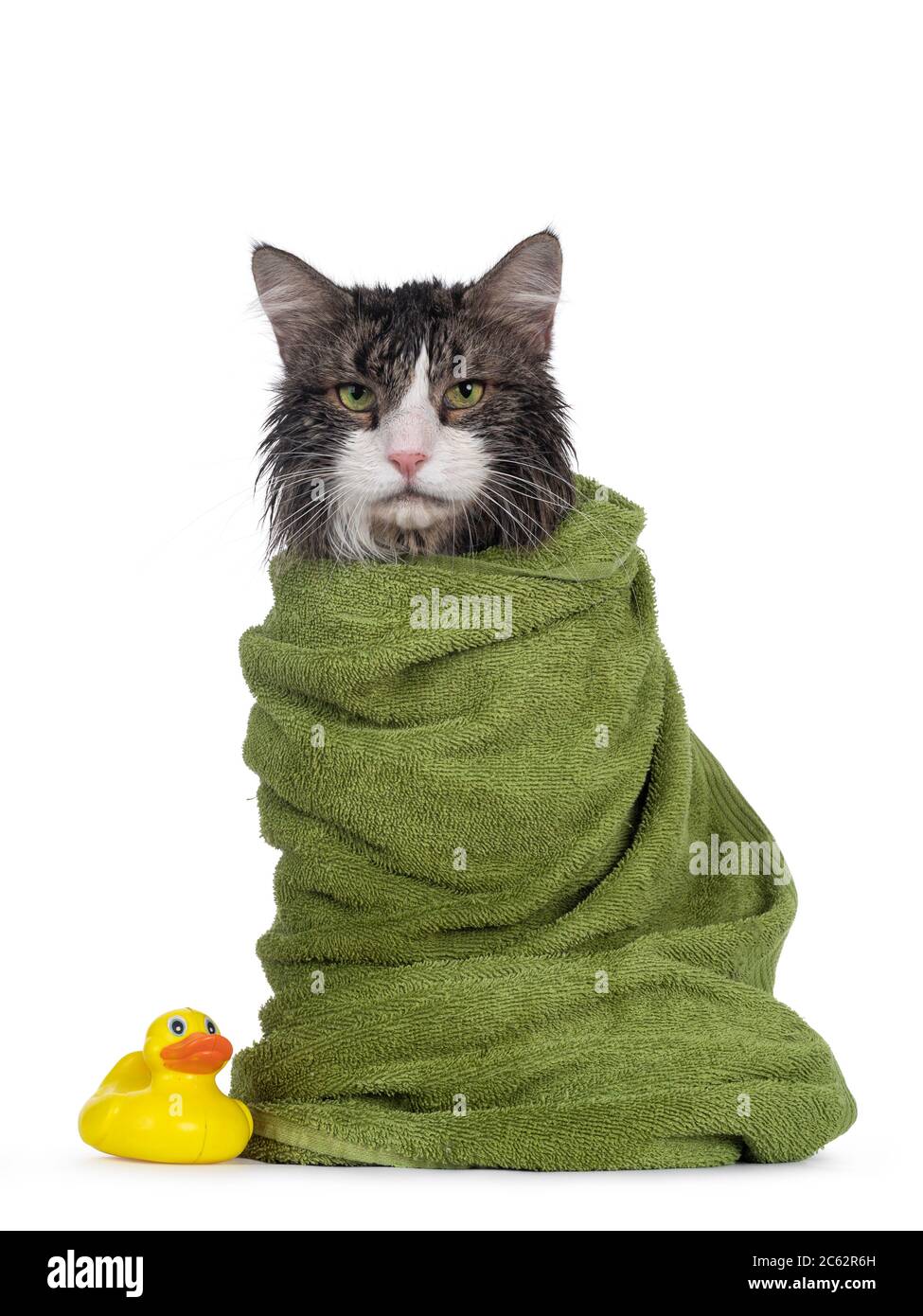Nass frisch gewaschen Erwachsene Norwegische Waldkatze, sitzt nach vorne in grünes Handtuch eingewickelt und neben einem gelben Kunststoff Spielzeug Ente. Sieht ärgerlich aus Stockfoto