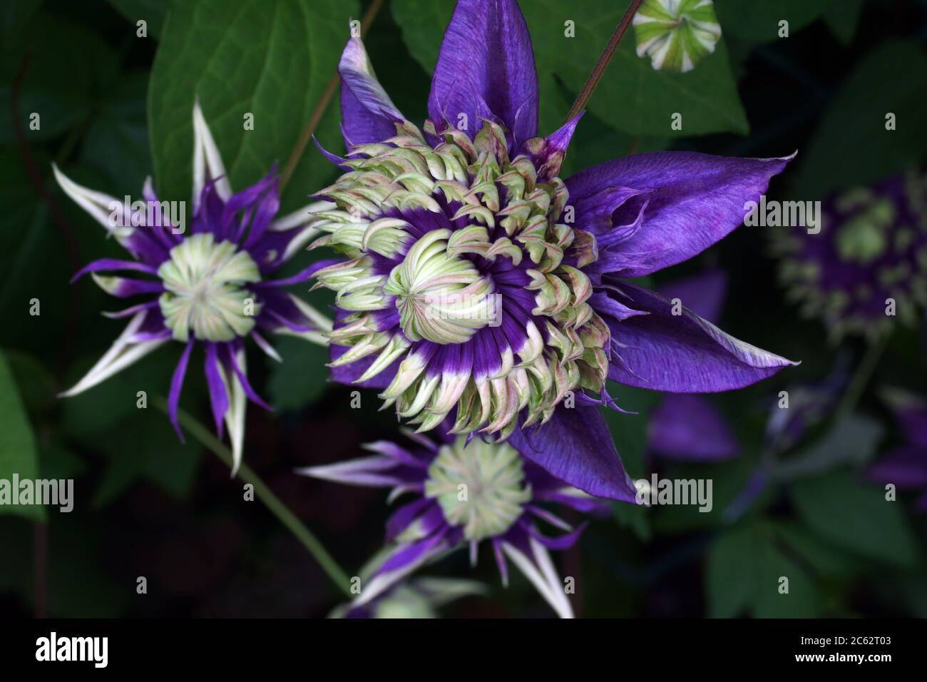 Clematis Taiga. Schöne Doppel-Clematis-Blumen in der Nähe. Die Blüte hat purpurfarbene Kronblätter mit grünen Spitzen. Eine Anlage im Garten, im Freien. Stockfoto