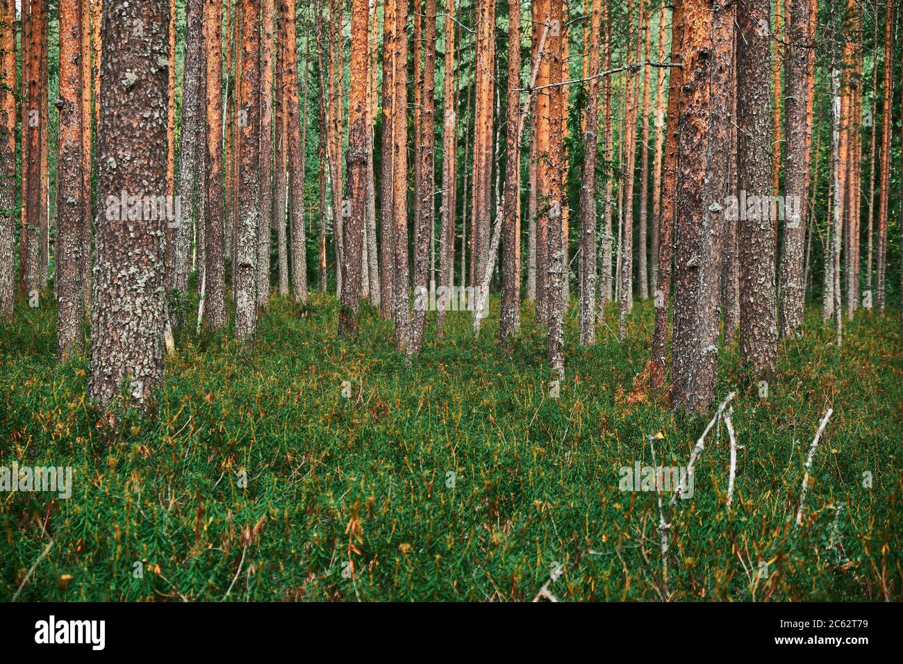 Kiefernwald in Finnland. Sonniger Sommertag. Finnische Natur. Stockfoto