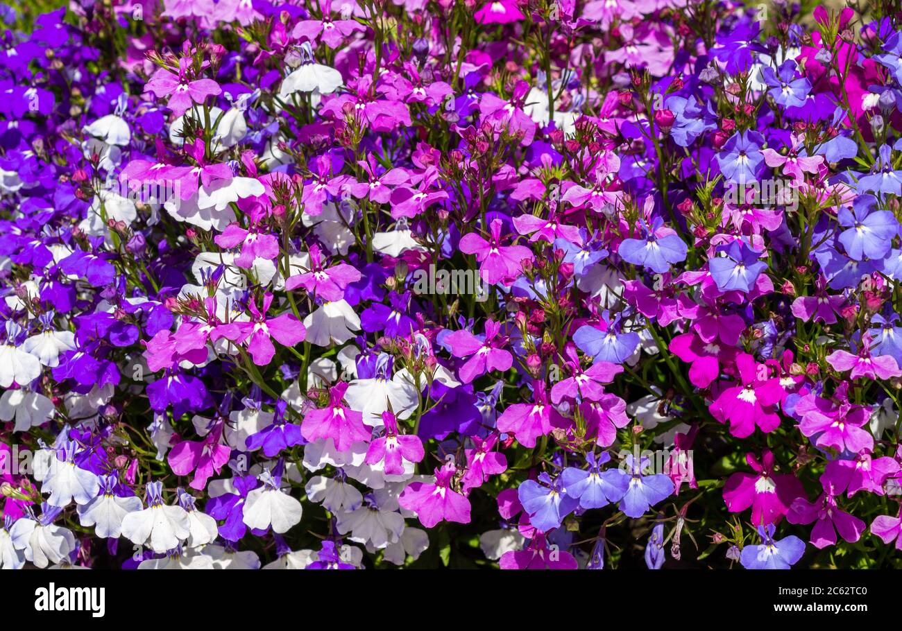 Blau lila und weiß Lobelia in voller Sommerblume Stockfoto