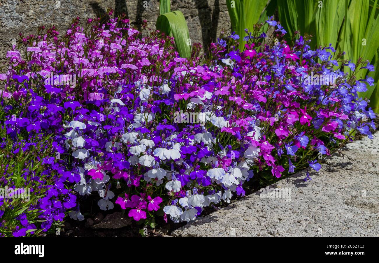 Blau lila und weiß Lobelia in voller Sommerblume Stockfoto