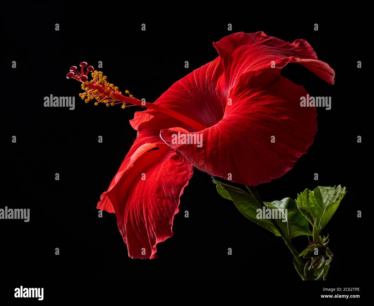 Roter Hibiskus mit schwarzem Hintergrund Stockfoto