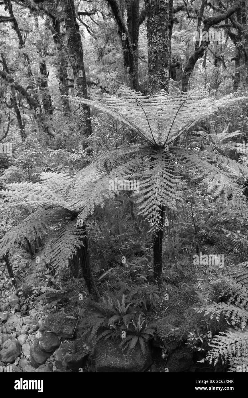 Der Milford Sound auf der Südinsel Neuseelands ist ein von Gletschern geschnitzter Fjord mit mehreren atemberaubenden Landschaften, die in Herr der Ringe verwendet werden. Stockfoto