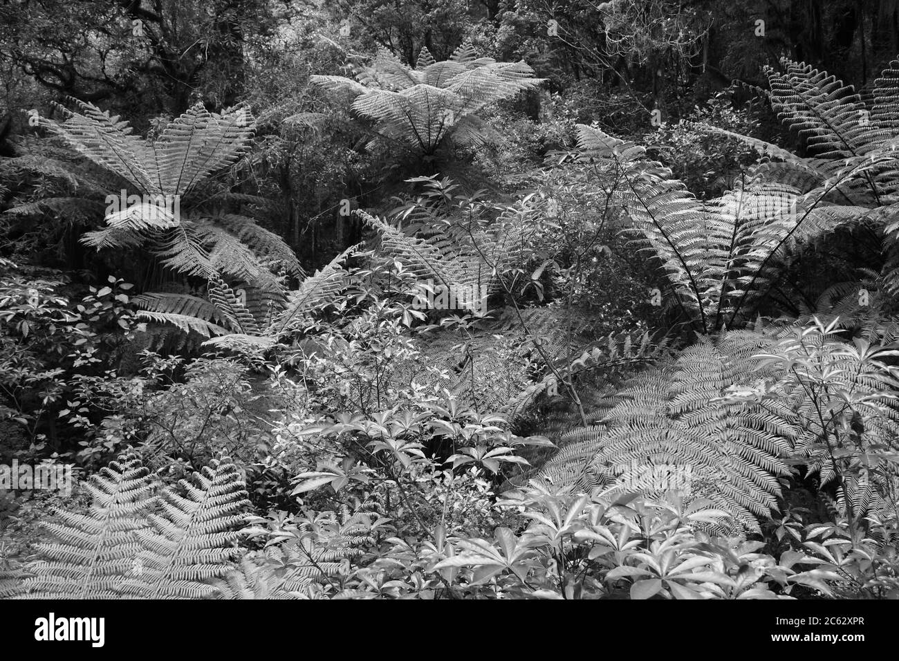 Der Milford Sound auf der Südinsel Neuseelands ist ein von Gletschern geschnitzter Fjord mit mehreren atemberaubenden Landschaften, die in Herr der Ringe verwendet werden. Stockfoto