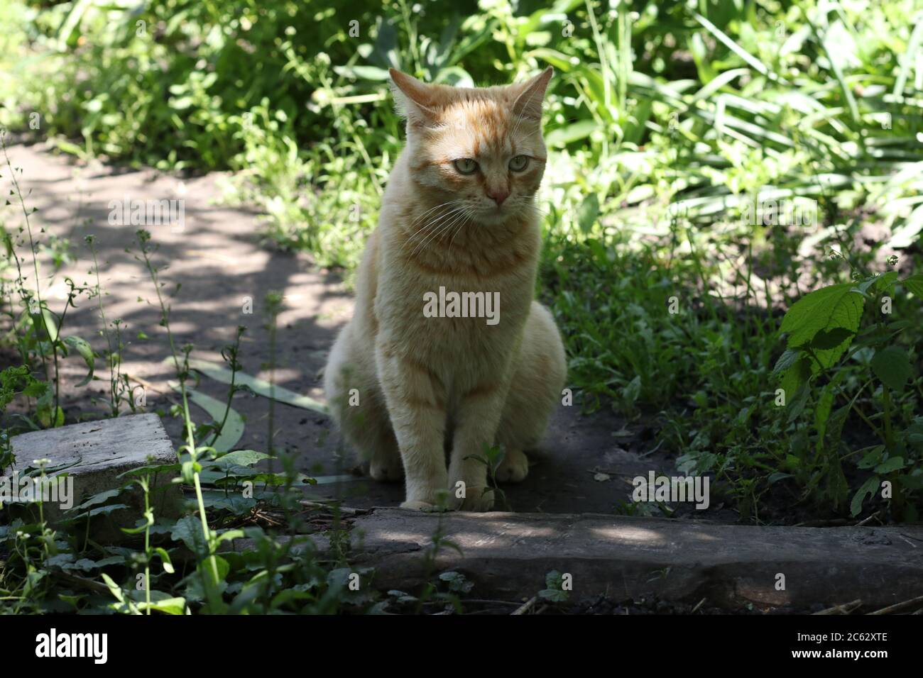 Red Cat sitzt auf einem Gartenpfad und starrt in die Ferne, Closeup Stockfoto