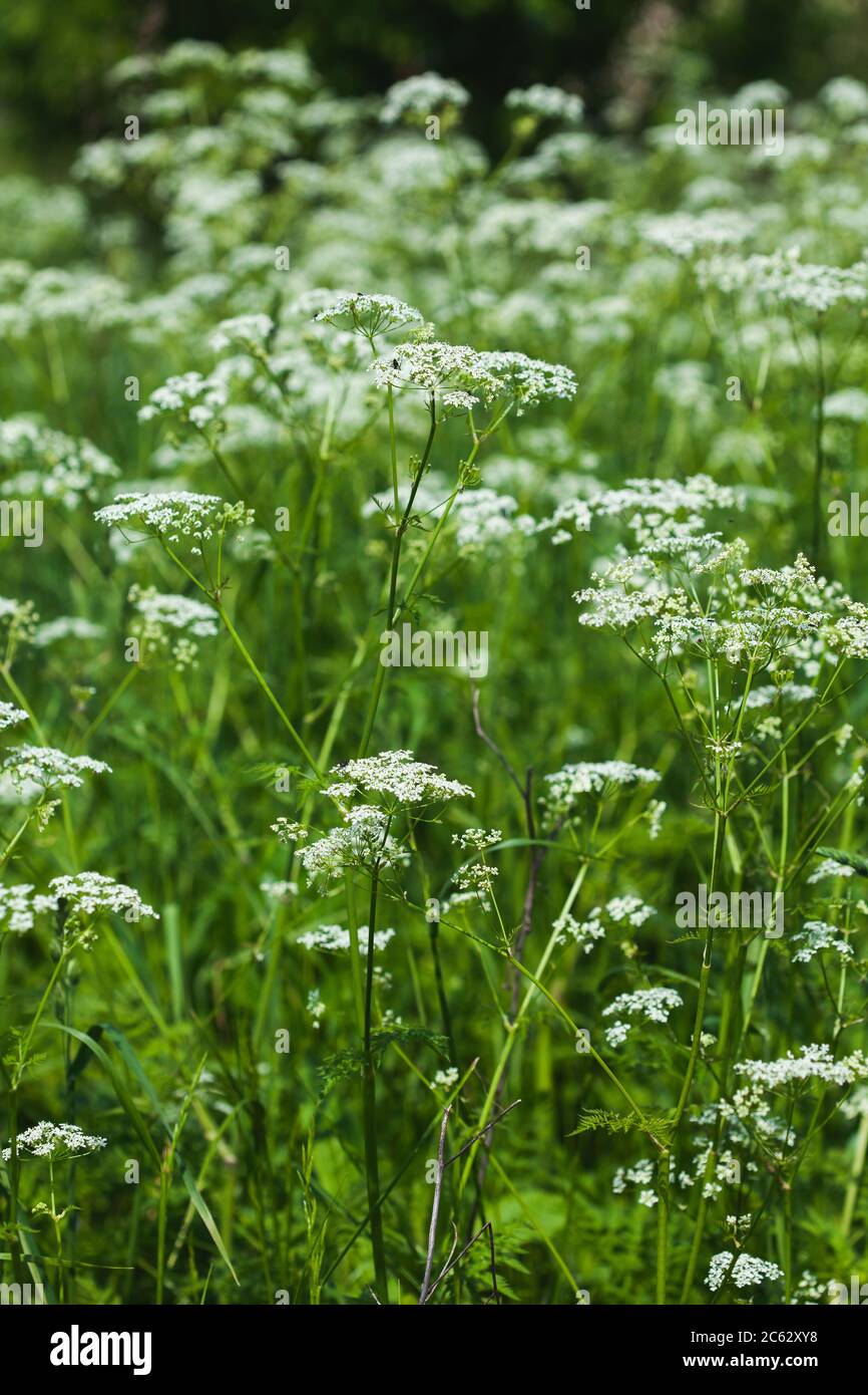 Feldblüten Goutweed. Weiße Wildblumen, weicher Fokus. Stockfoto