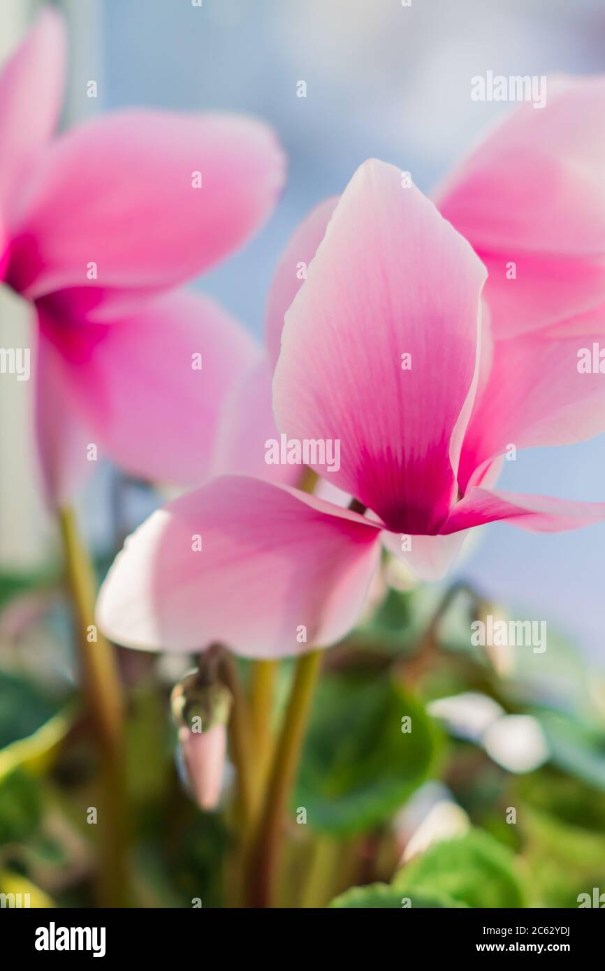 Schöne rosafarbene Cyclamen im Topf am Fenstersims. Heimische Blume, selektiver Fokus Stockfoto