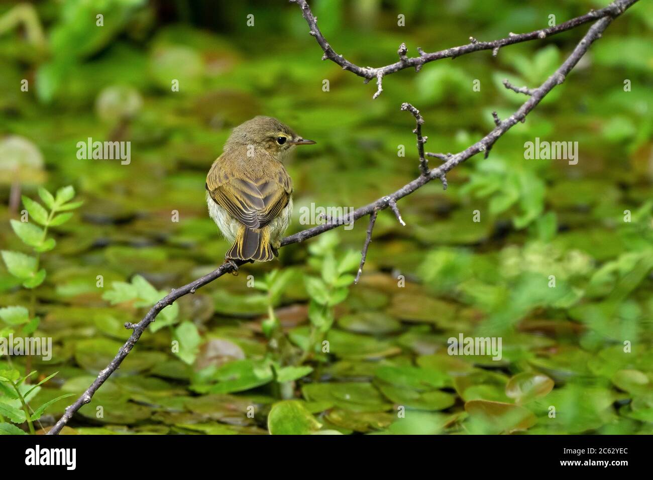 Chiffchaff- Phylloscopus collybita. Sommer. Stockfoto