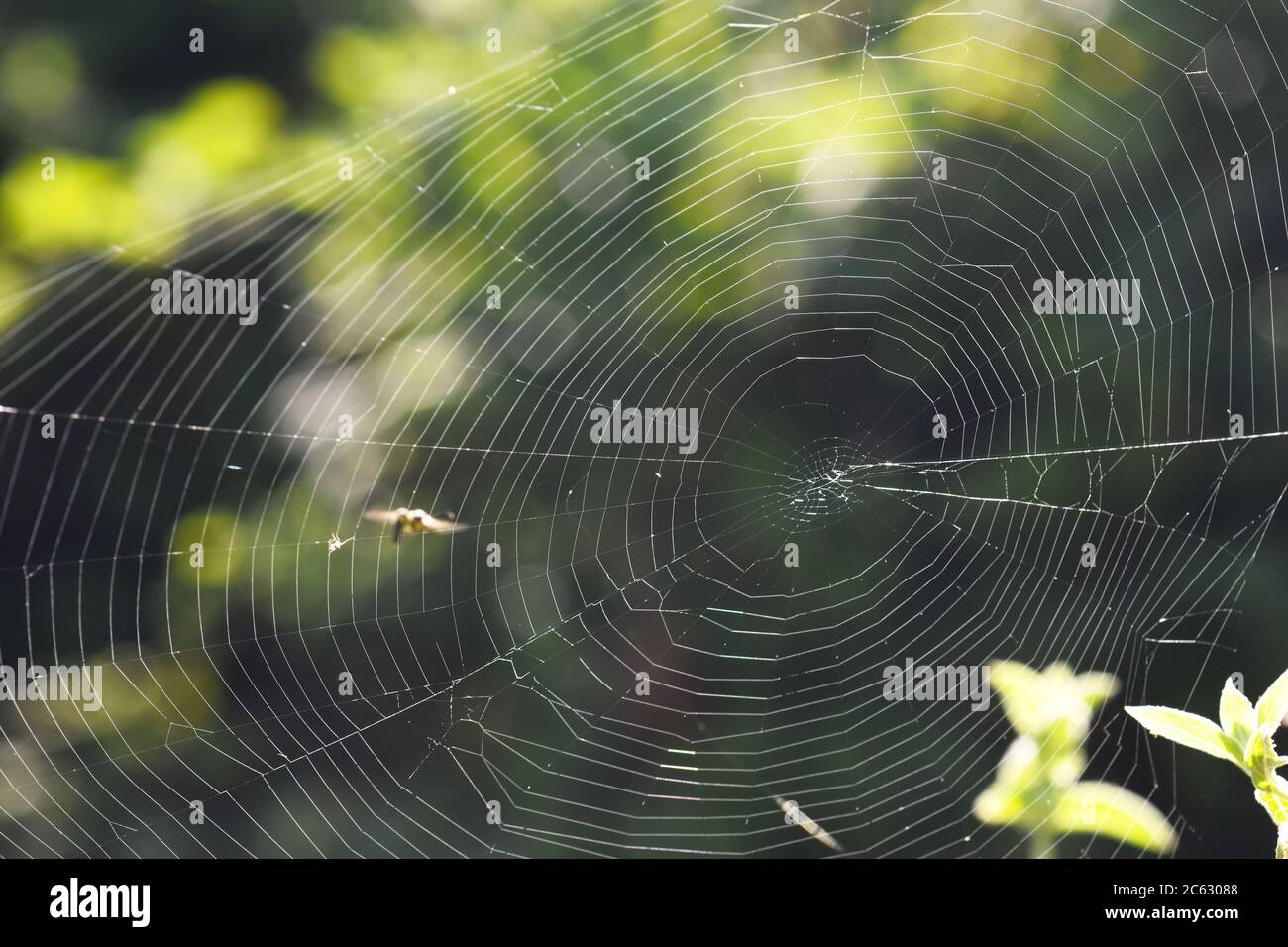 Spinnennetz auf Vegetation Stockfoto