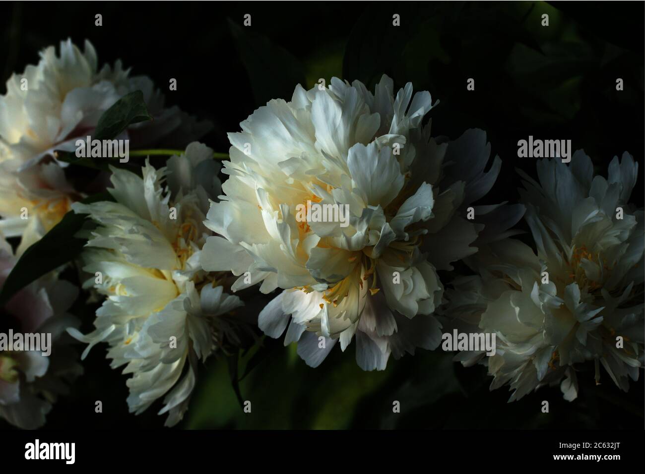 Schöne weiße Doppelpeonies mit gelben Staubgefäßen auf dunklem Grund. Stockfoto