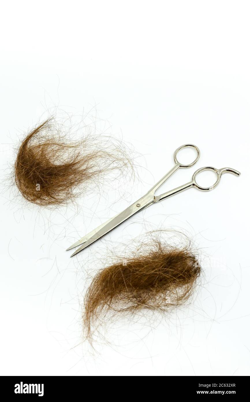 Stecklinge von braunen Haaren mit einer Schere isoliert auf einem weißen Hintergrund. Keine Personen. Speicherplatz kopieren. Stockfoto