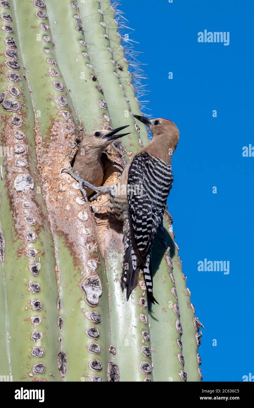Kaktus Wrens Nesting in Saguaro Kaktus in der Wüste Arizona Stockfoto