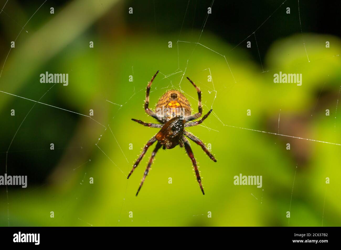 Eine Spinne im Netz im Regenwald Stockfoto