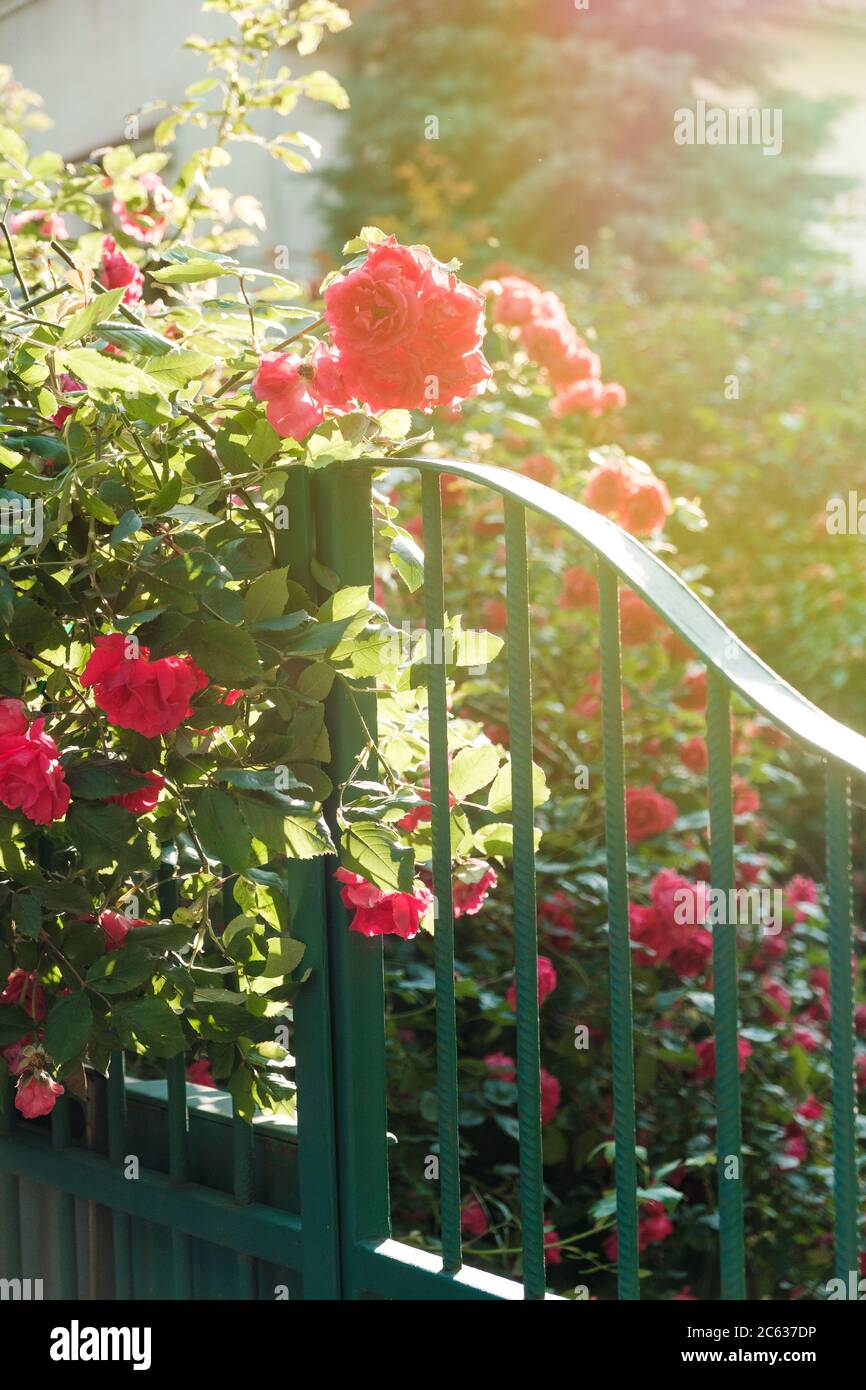 Zweige roter kleiner Rosen wachsen in der Nähe eines eisernen grünen Zauns. Weichzeichnen und selektiver Fokus. Sommer sonnigen Tag. Stockfoto