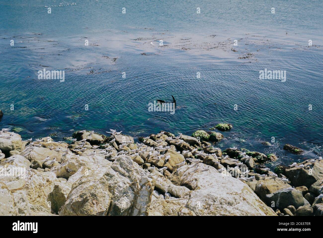 Seal Ocean Sea Neuseeland-Filmfotografie Stockfoto