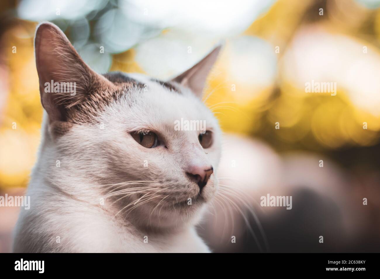 Foto einer weißen Katze Stockfoto