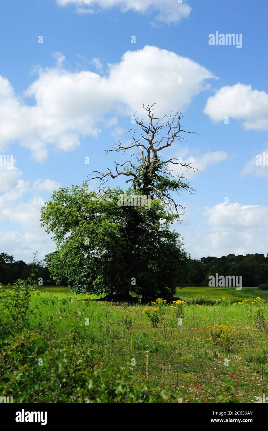 Ein toter Baum bringt Leben auf das Feld Stockfoto