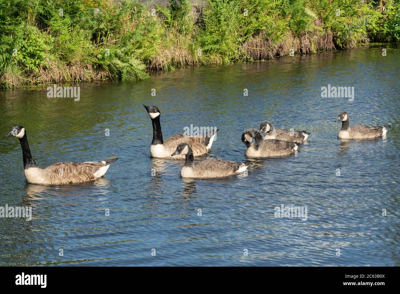 Familie der Kanadagänse - zwei Eltern und vier Jungtiere/Gänse auf dem Wasser - branta canadensis - England, UK Stockfoto
