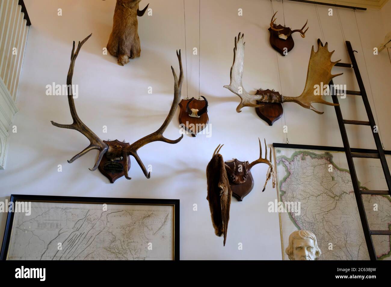 Tierhörner an der Wand im Eingang von Monticello, Heimat von Thomas Jefferson Stockfoto