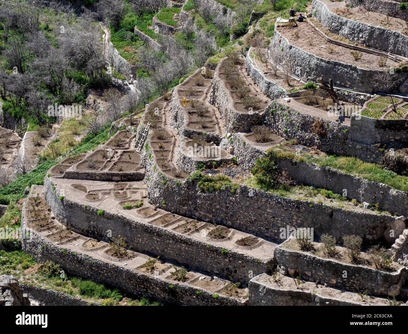 Terrassenförmige Gärten säumen die Klippen in der Nähe traditioneller Dörfer des Sayq-Plateaus, Sultanat von Oman. Stockfoto