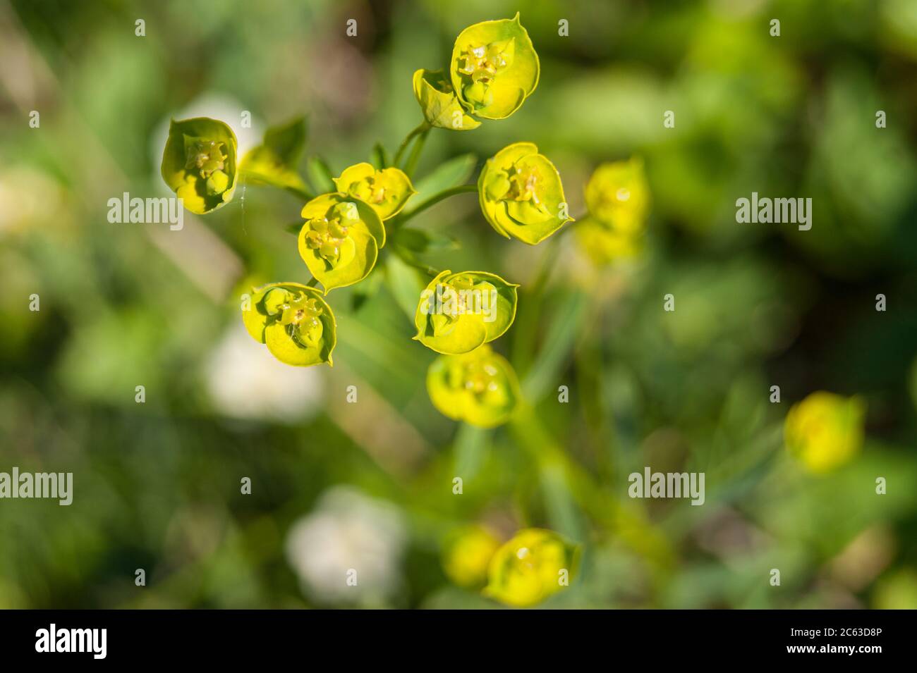 Euphorbia cyparissia, die Zypresse spurge blüht Stockfoto