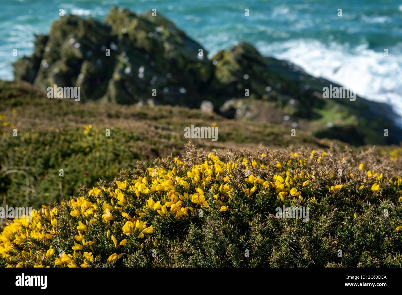 Ulex europaeus, gemeiner Gorse, Süd-devon Stockfoto