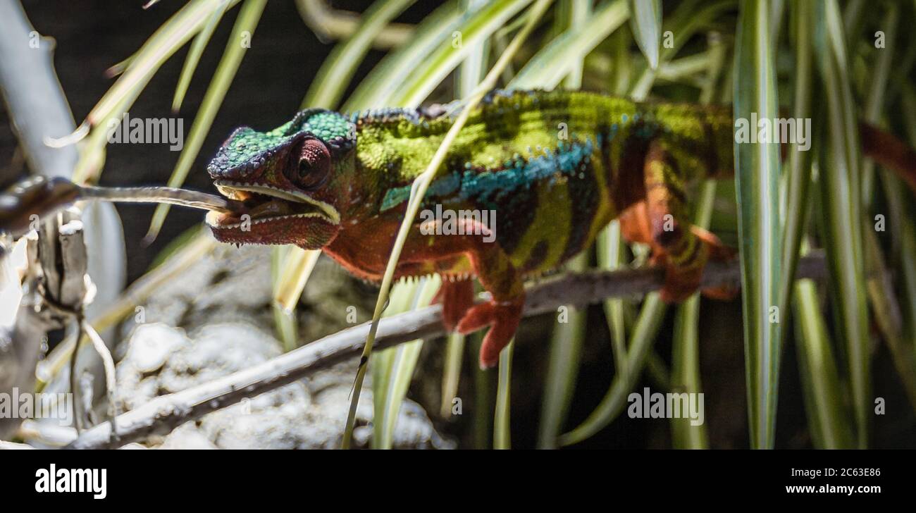 Ein Chamäleon (Ground Lion) startet seine lange, klebrige Zunge mit voller Kraft, um seine Beute zu fangen. Stockfoto