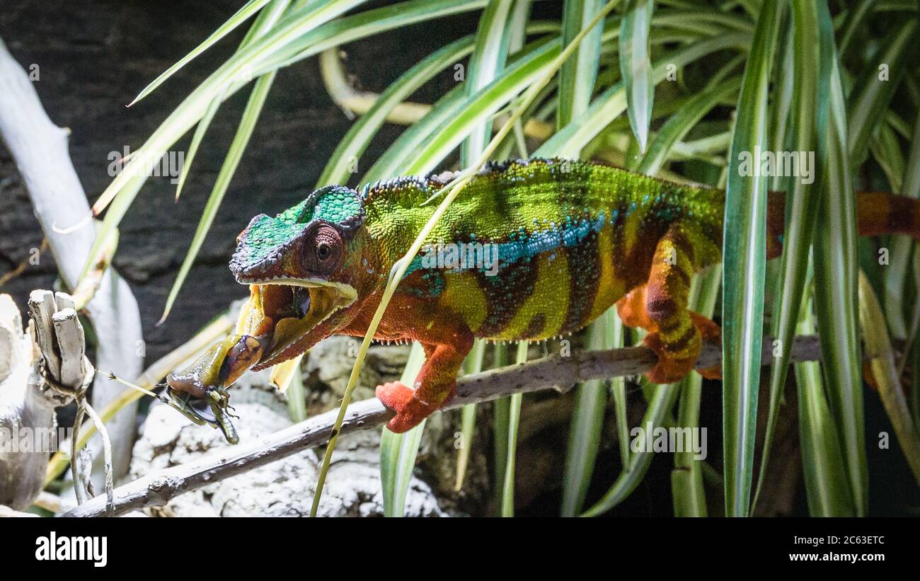 Ein Chamäleon (Ground Lion) startet seine lange, klebrige Zunge mit voller Kraft, um seine Beute zu fangen. Stockfoto