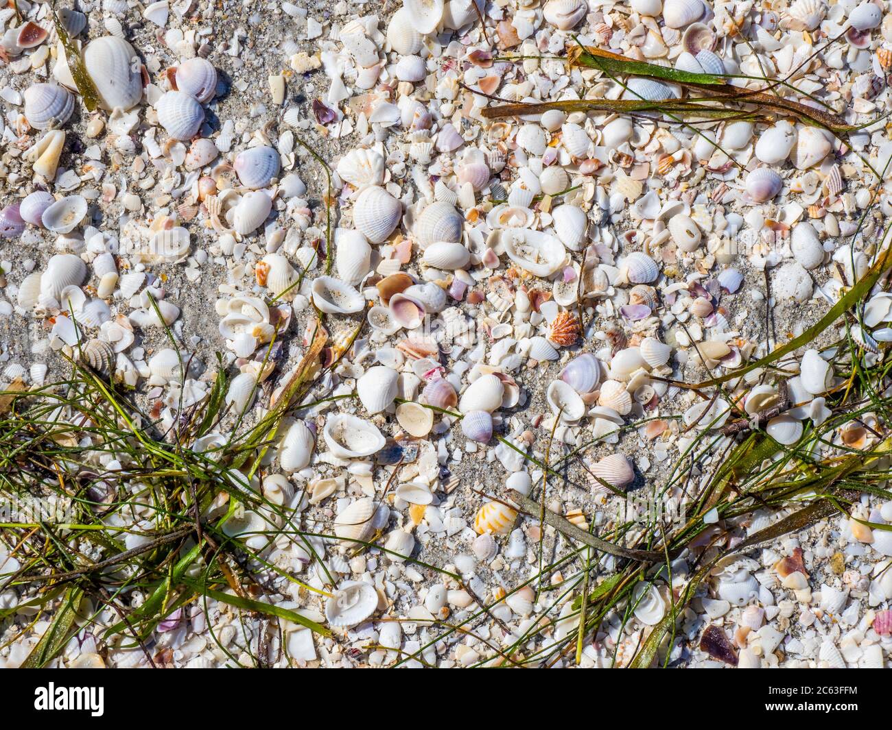 Muscheln am Golf von Mexiko Strand auf Sanibel Island Florida in den Vereinigten Staaten Stockfoto