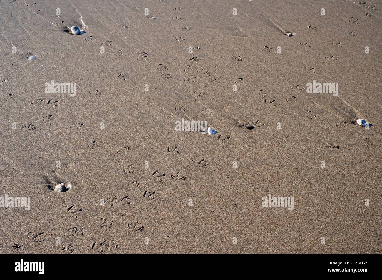 Möwenfußabdrücke im Sand am Strand, Devon Stockfoto