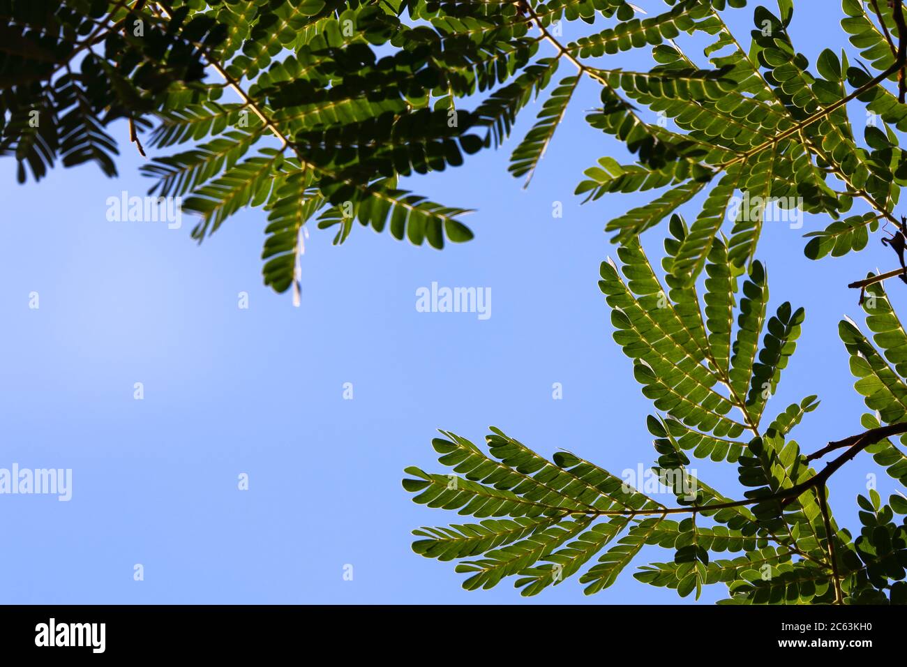Natürliche afrikanische flache Krone Blätter und blauer Himmel (Albizia adianthifolia) Stockfoto