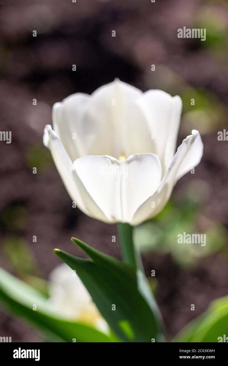 Blume weiße Tulpe Nahaufnahme, vertikale Foto. Frühlingsblume an einem sonnigen Tag Stockfoto