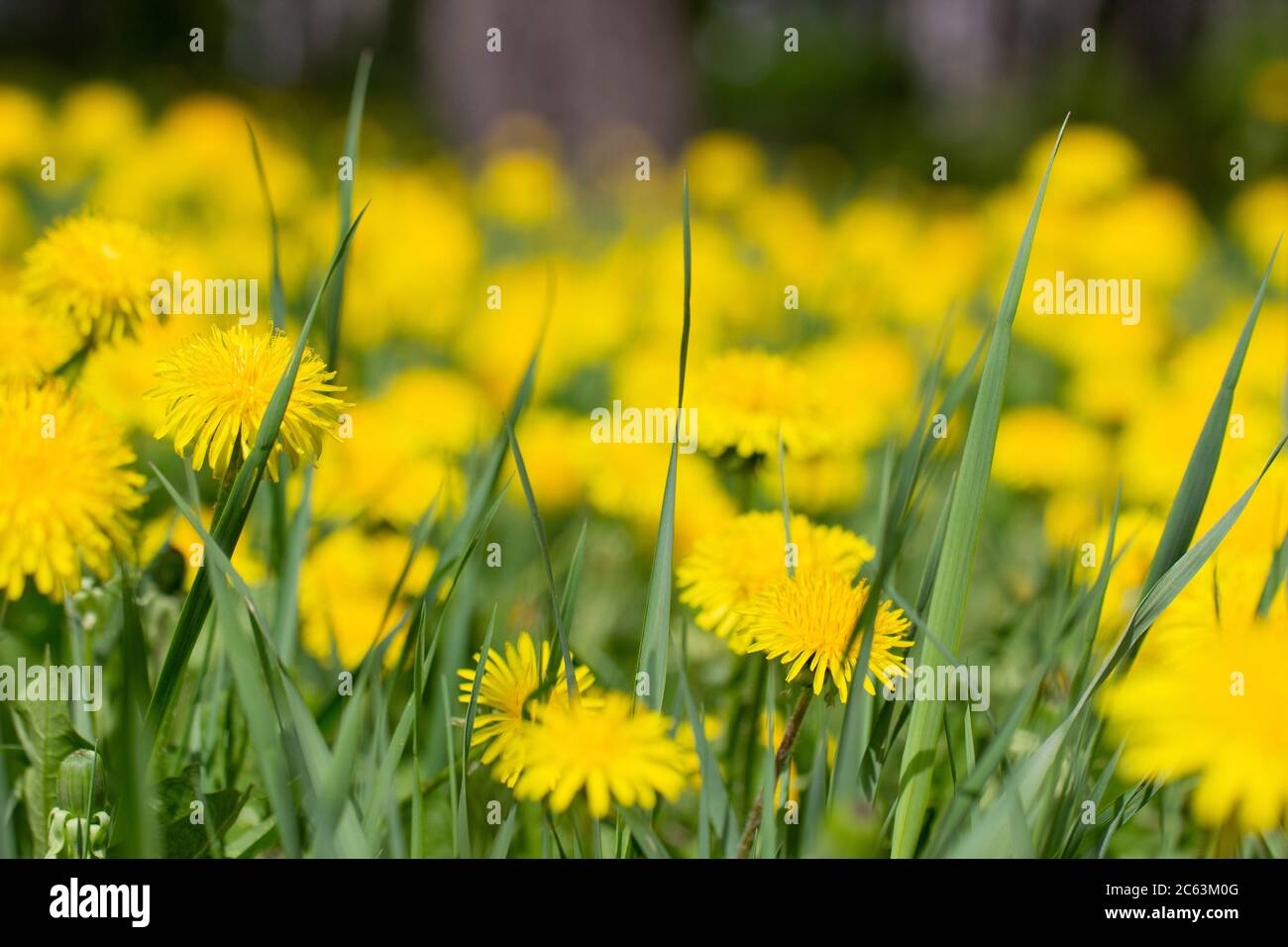 Blühende leuchtend gelbe Löwenzahn (Taraxacum officinale) im Park im Frühjahr. Löwenzahn Blumen schließen. Stockfoto