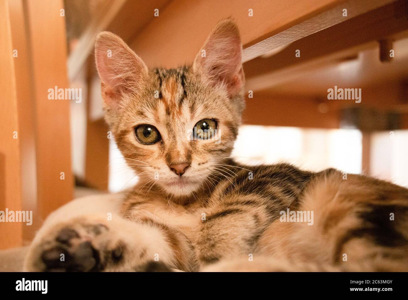Schöne Katze Welpen auf einem Stuhl schauen aufmerksam Stockfoto