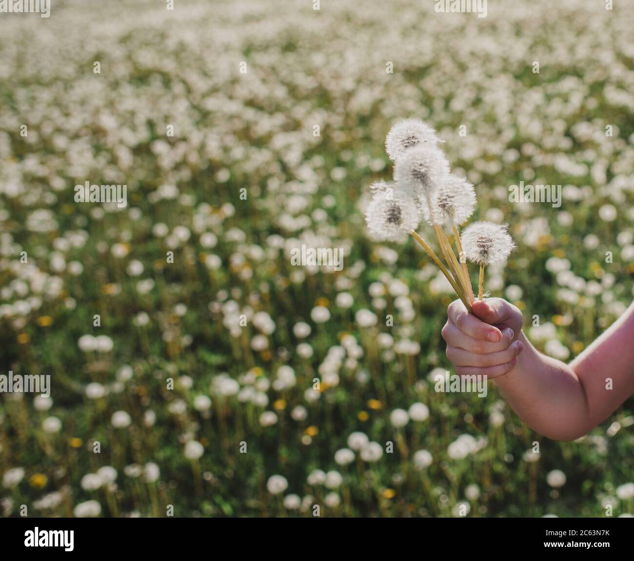 Hand des Kindes, das einen Bund flauschiger Löwenzahn-Blumen in einem Feld hält. Stockfoto