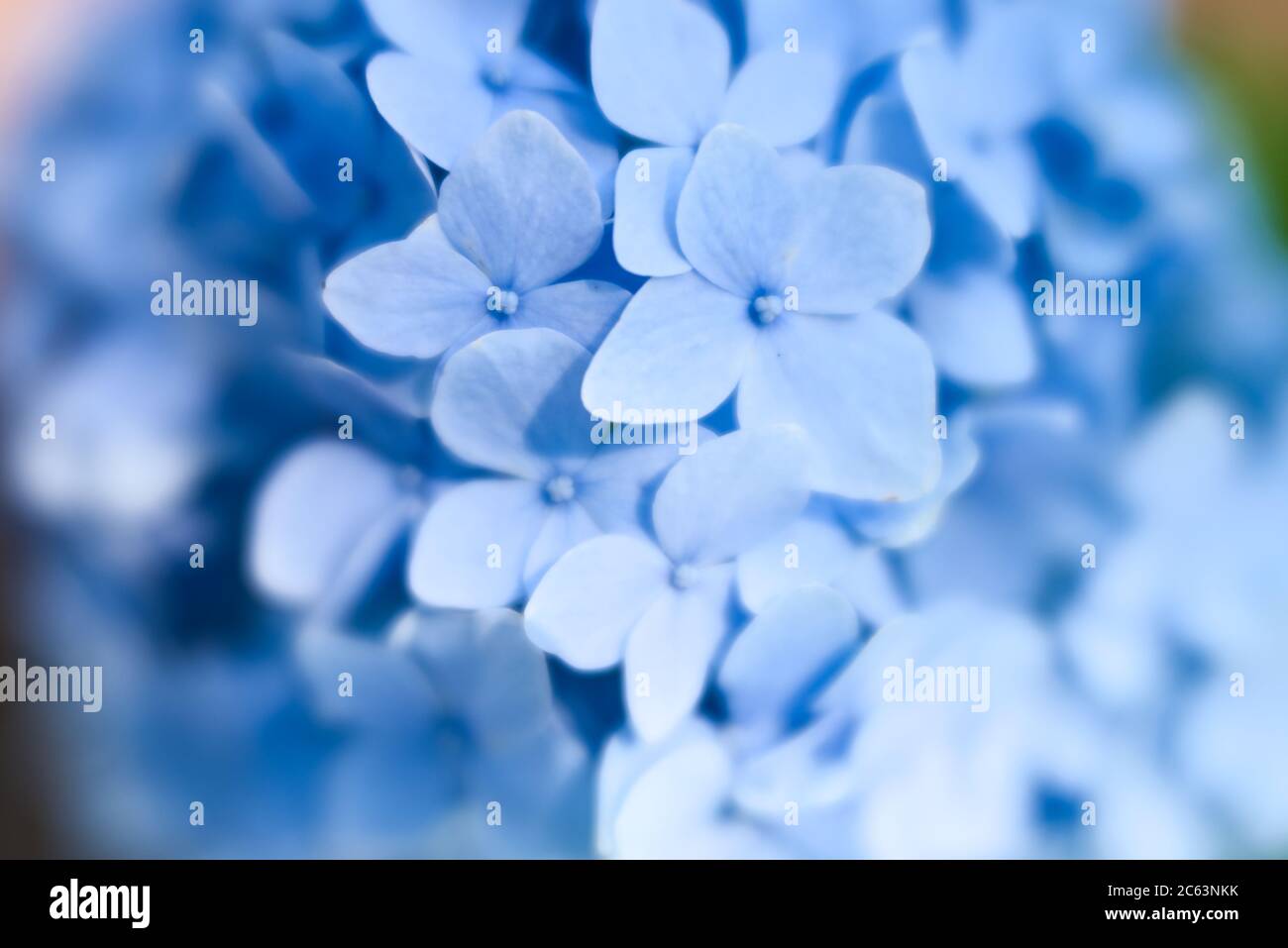 Blau luftige Hortensien blüht in Blüte Stockfoto