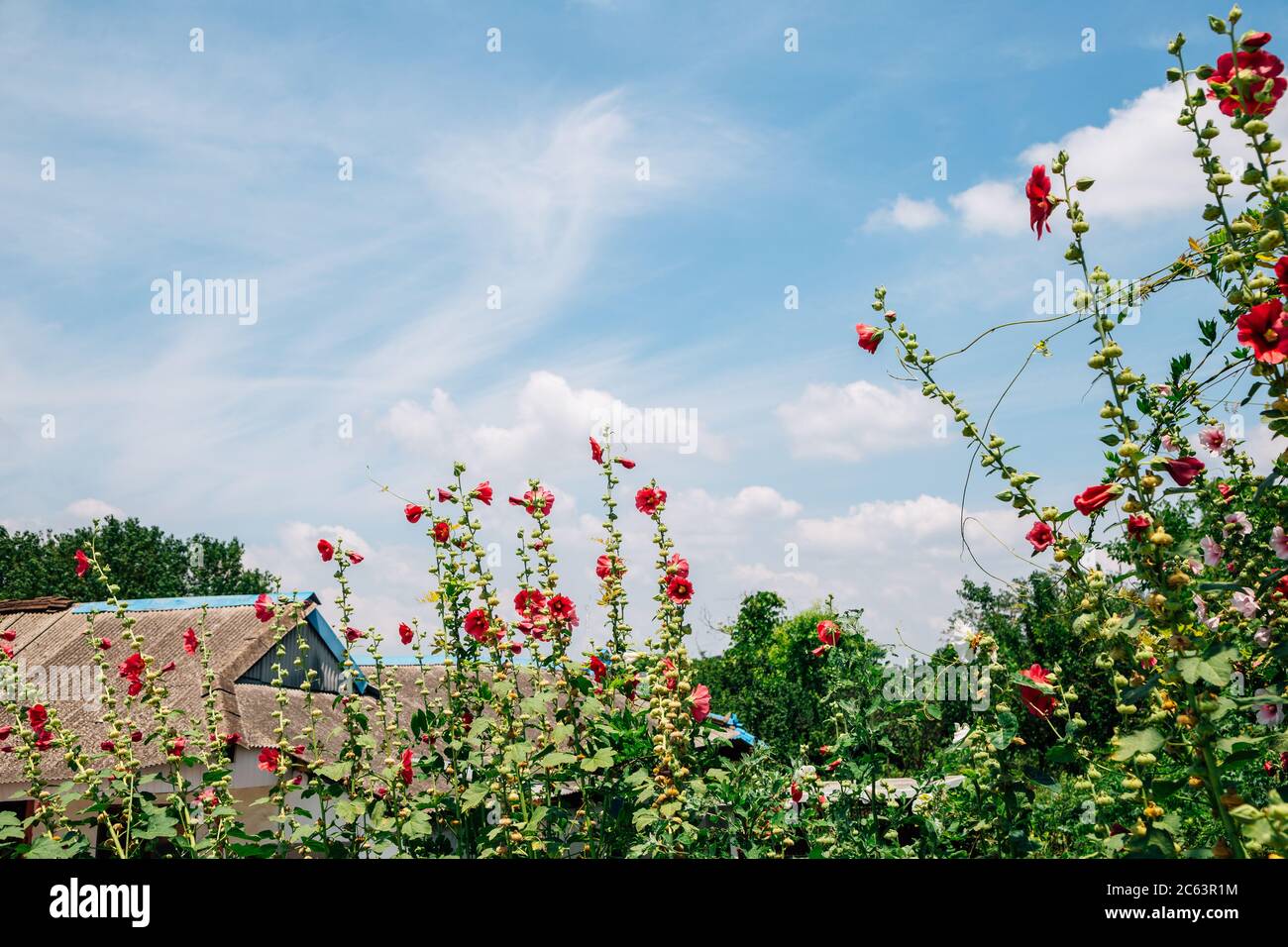 Mugunghwa, Rose von Sharon, Hibiskusblüten unter blauem Himmel in Korea Stockfoto
