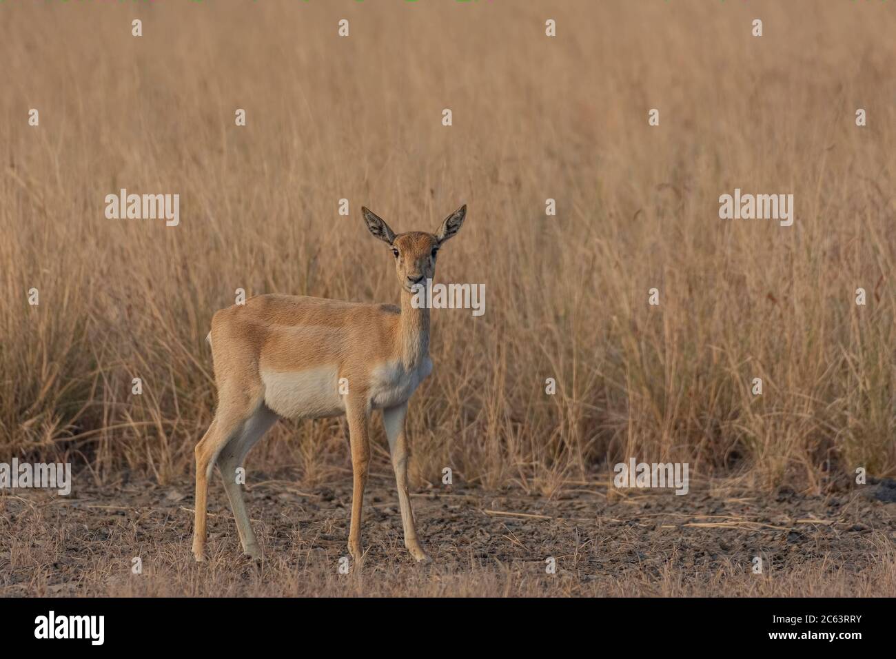 Schwarzbock (Antilope cervicapra). Stockfoto