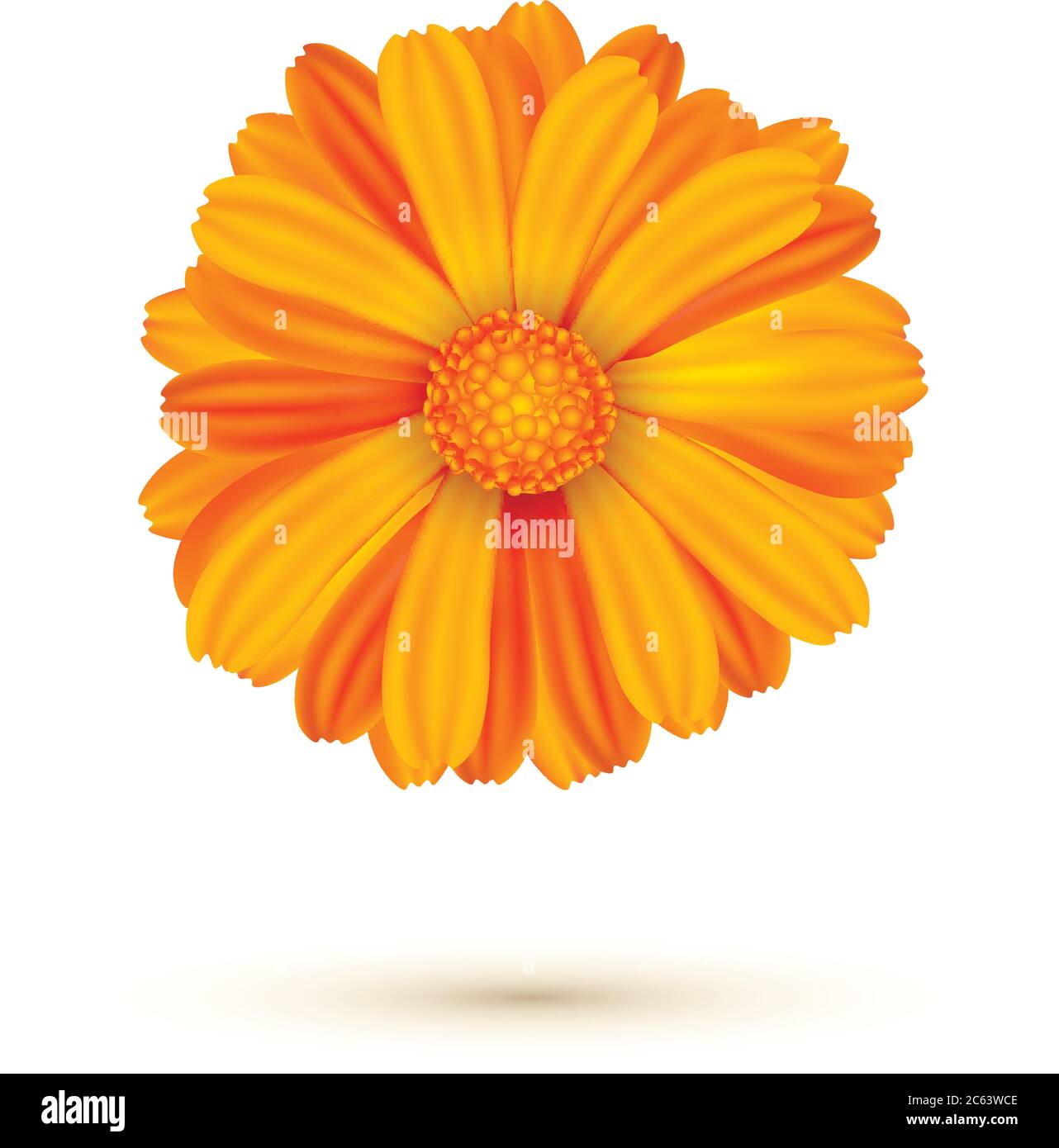 Vektordarstellung Calendula isoliert. Eine Ringelblume. Stock Vektor