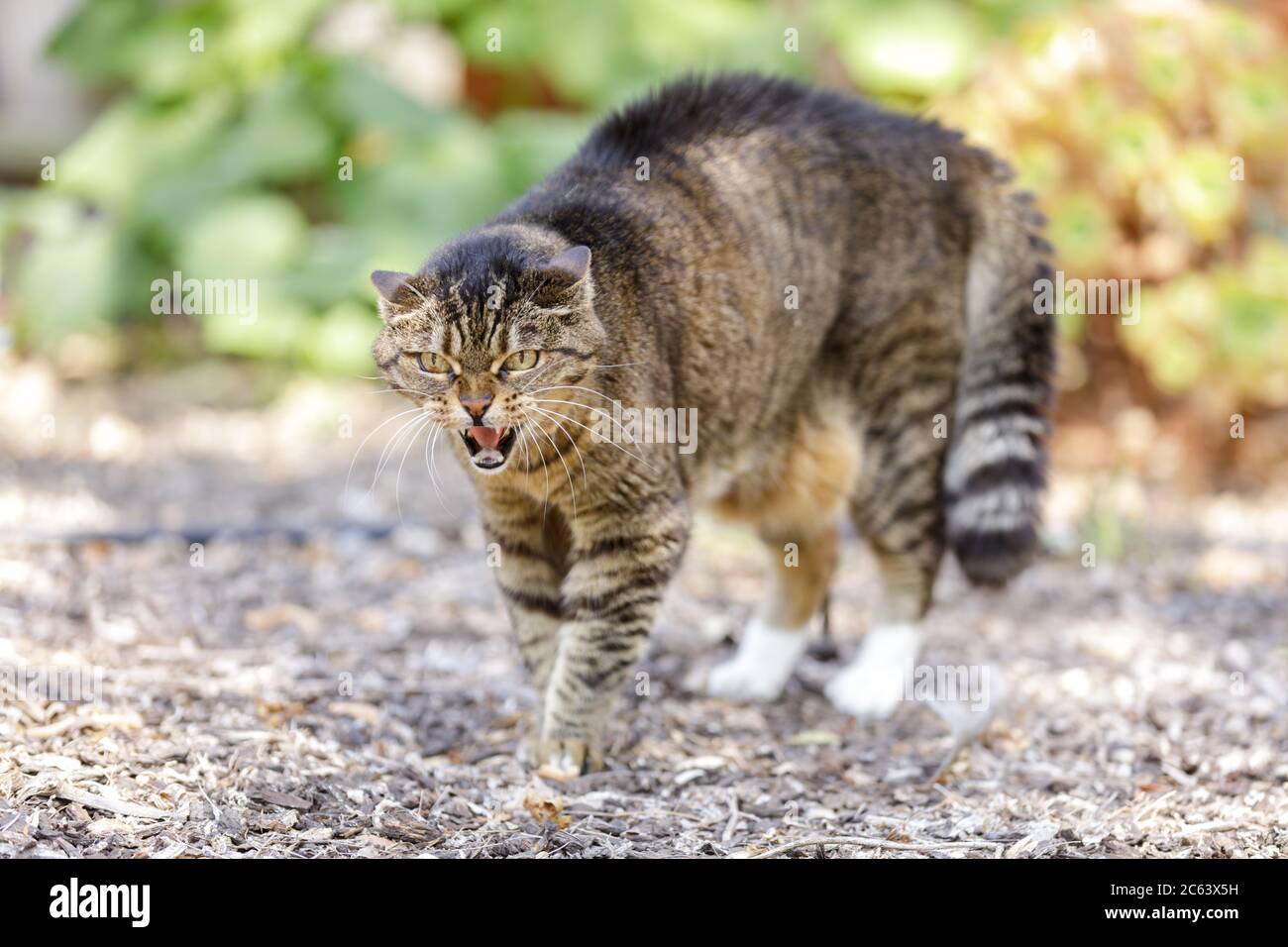 Europäische Kurzhaar Katze zischen und Bogen zurück mit Haar aufstehen Stockfoto