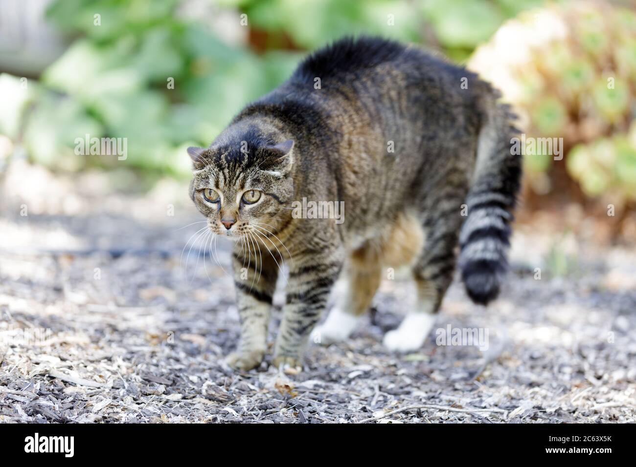 Bedrohte europäische Kurzhaar Katze Bogen zurück mit Haar aufstehen Stockfoto