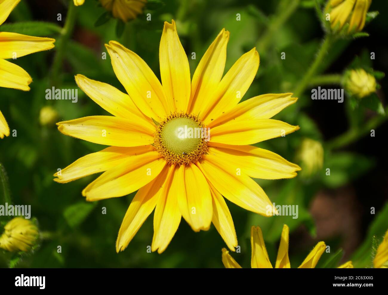 Wunderschöne Gloriosa Daisy 'Prairie Sun' Blume in voller Blüte Stockfoto