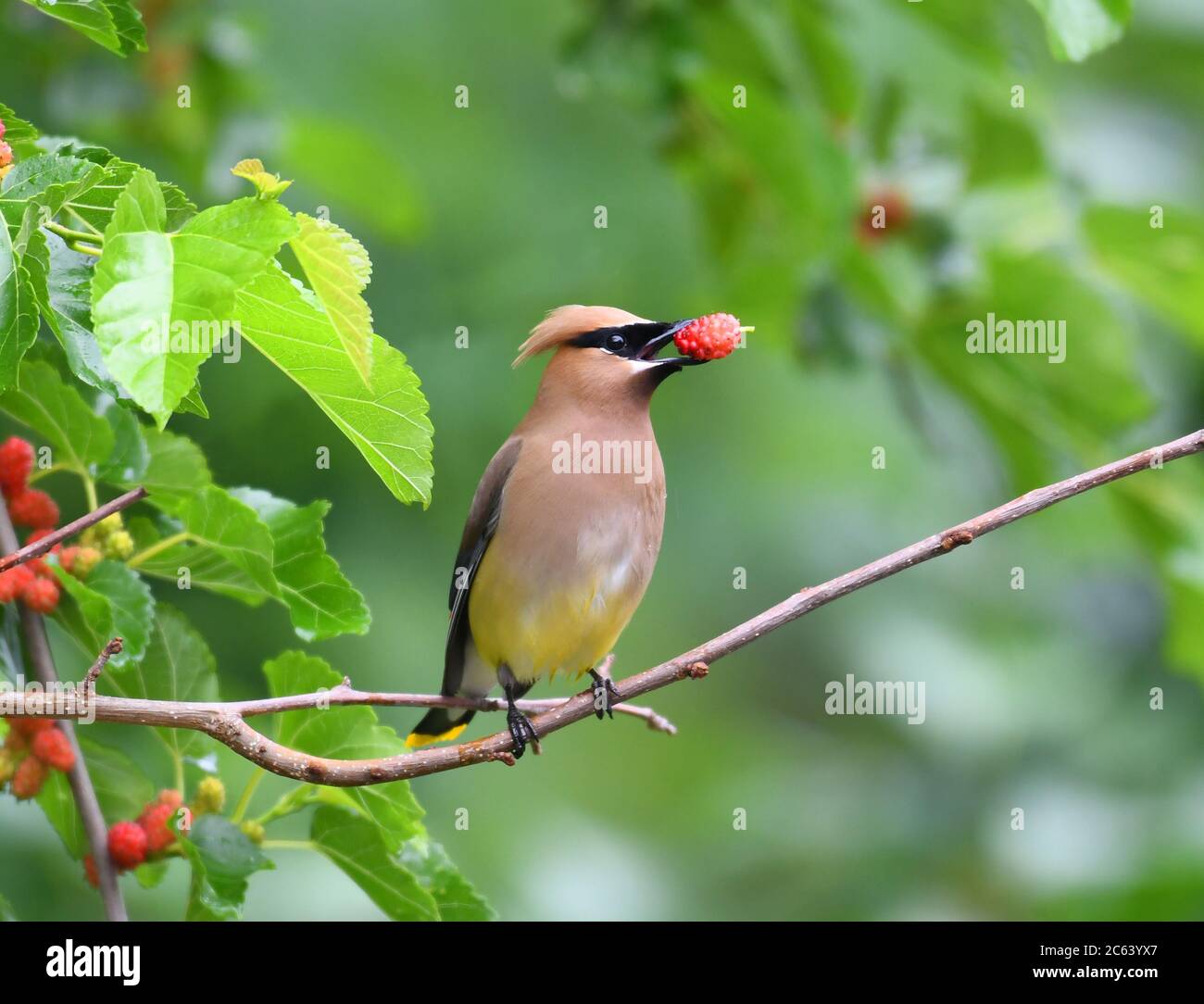 Zedernholz wachenden Vogel essen Maulbeerfrucht auf dem Baum Stockfoto