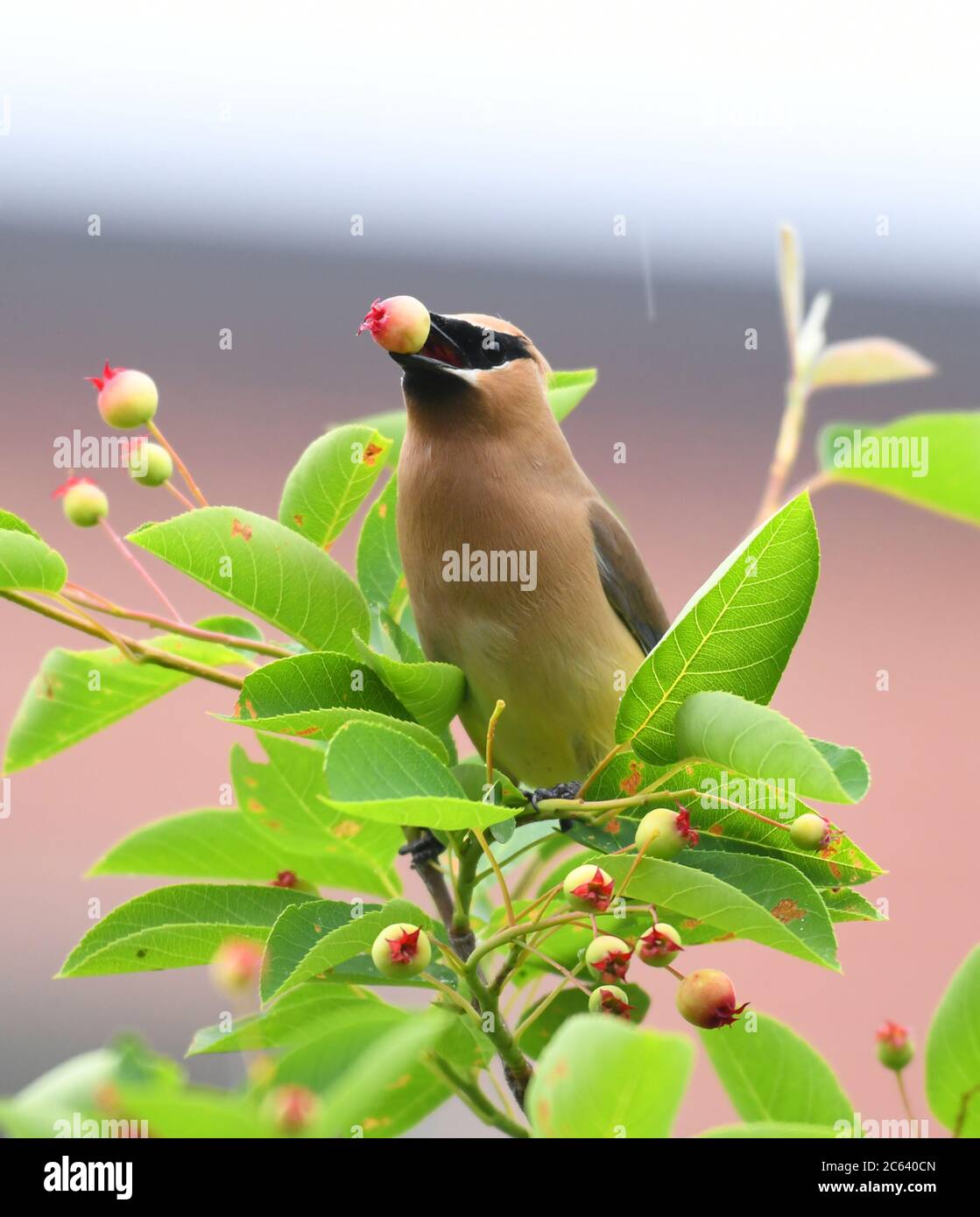 Zedernholz wachenden Vogel essen Früchte auf dem Baum Stockfoto