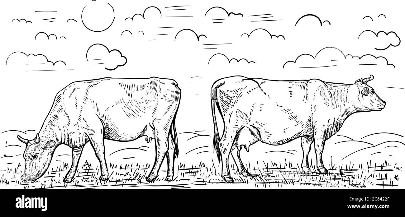 Illustration von zwei Kühen, die auf der Wiese grasen. Design-Element für Plakat, Karte, Banner, Emblem. Vektorgrafik Stock Vektor