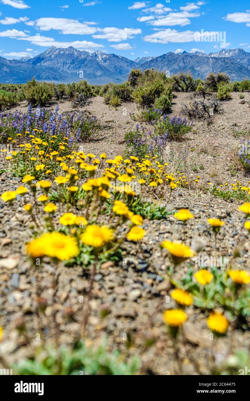 Gelbe und violette Wildblumen verbreiten sich auf dem Wüstenboden im Owen's Valley. Stockfoto