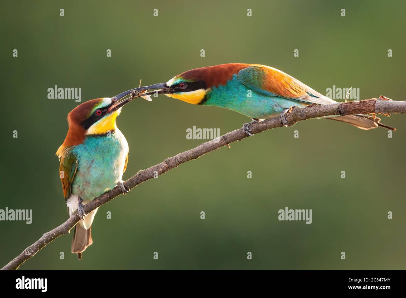 Europäische Bienenfresser, die im Sommer auf Zweig fressen. Stockfoto