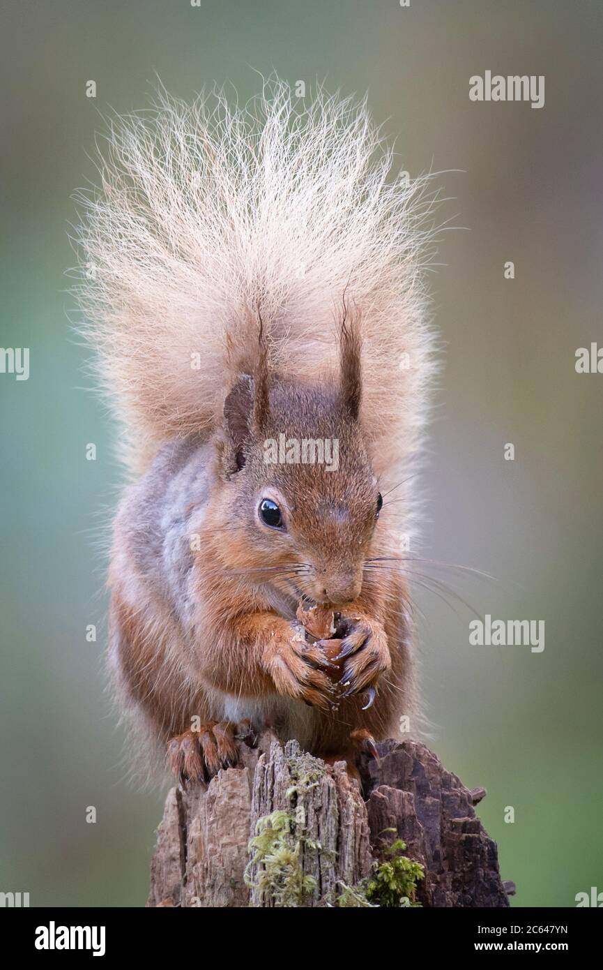 Ein Porträt eines roten Eichhörnchens, Sciurus, vulgaris, Fütterung auf einer Haselnuss. Es sitzt auf einem Pfosten, der nach vorne zeigt, seinen buschigen Schwanz und seine Ohrbüschel Stockfoto