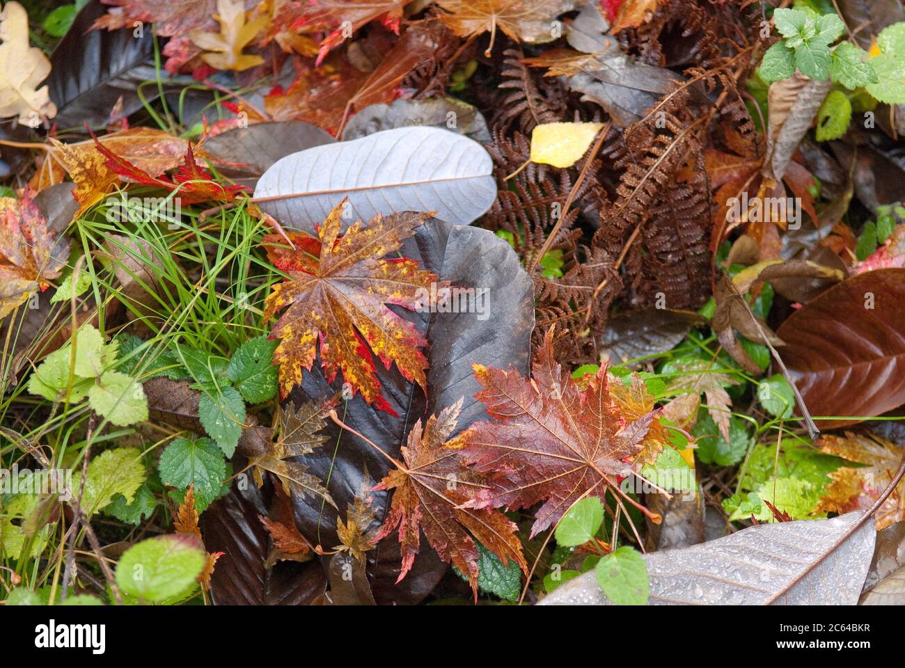 Herbstlaub, Wein-Ahorn Acer circinatum, Grossblatt-Magnolie Magnolia hypoleuca Stockfoto